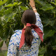 Gardian scarf "Cigales" motif - Vincent et Mireille