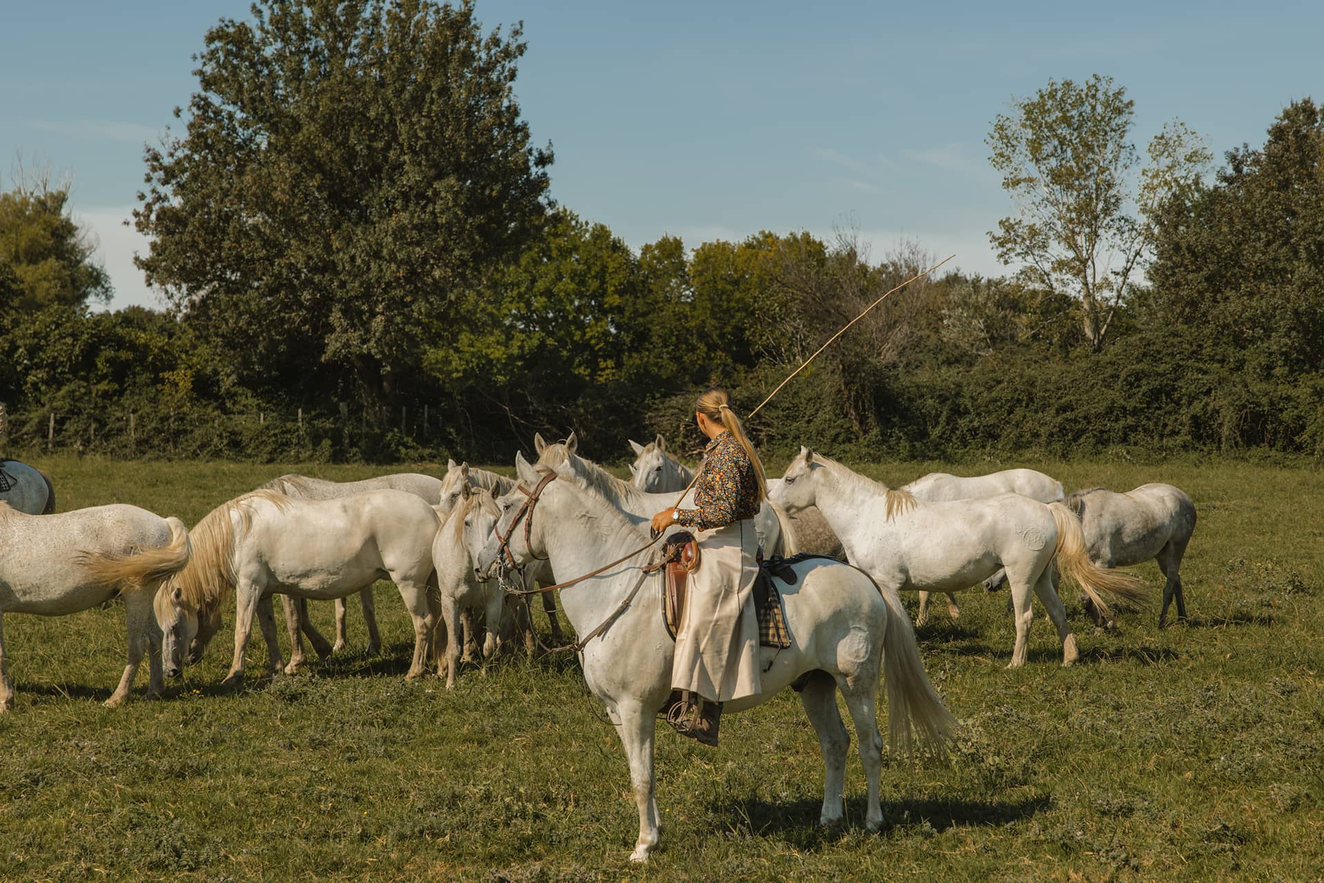 Gardian Camargue
