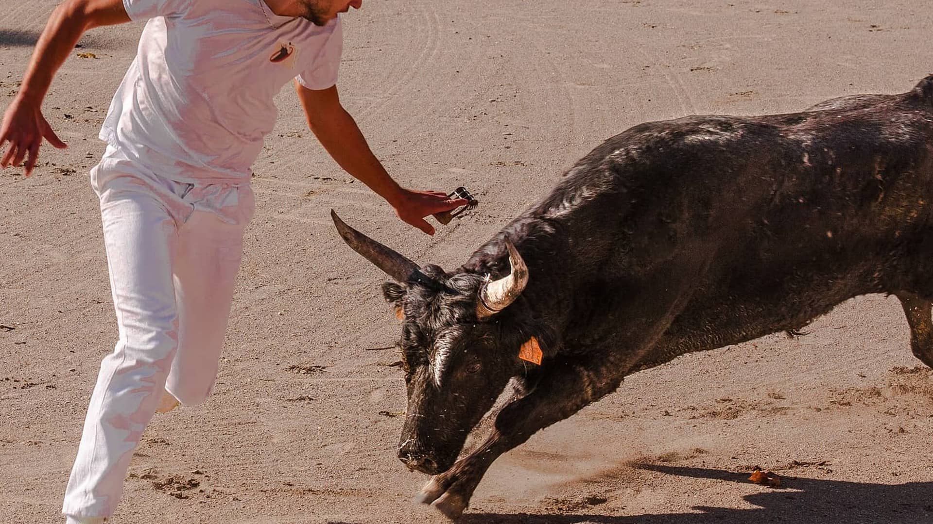 Course camarguaise avec raseteur et taureau camargue