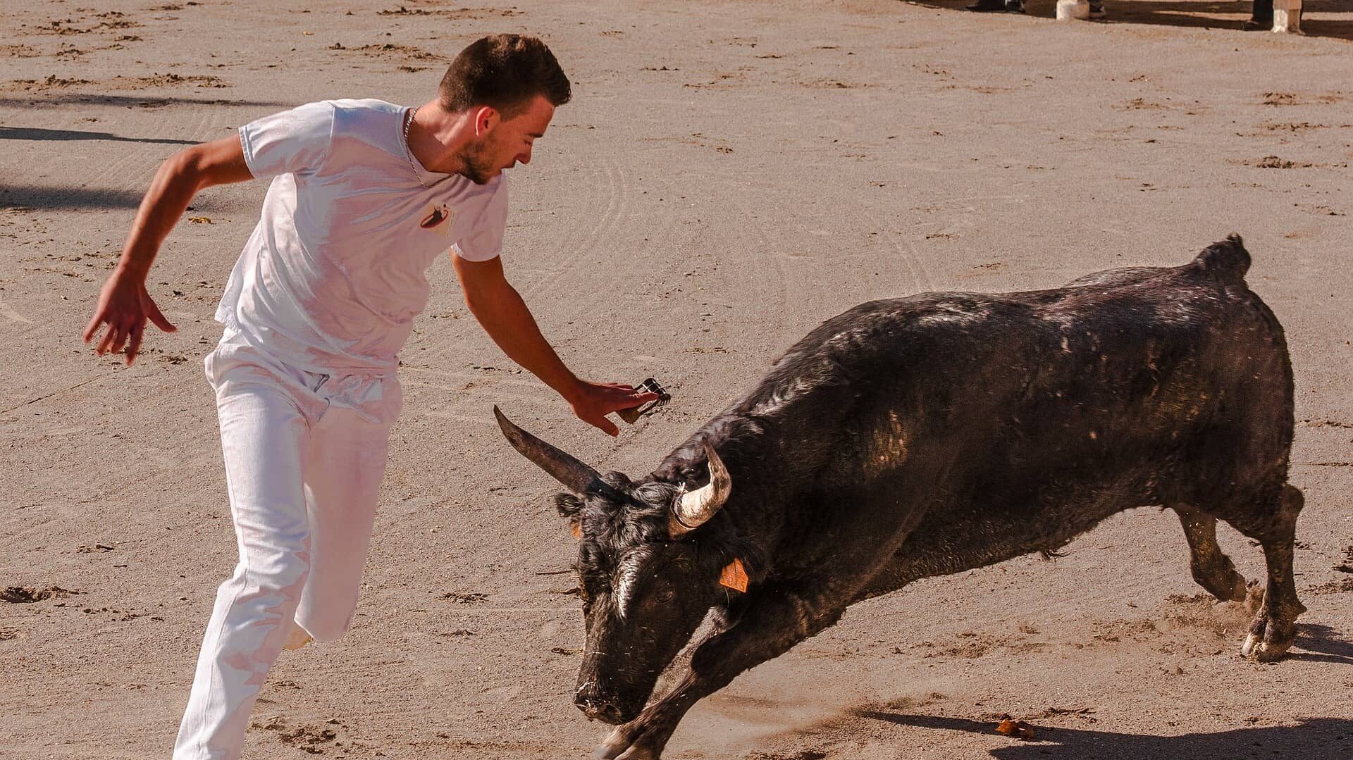 Raset d'un taureau cocardier, lors d'une course de ligue camarguaise