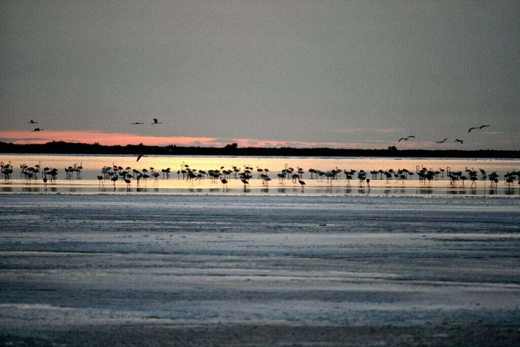 De l'étang de vaccarès au crépuscule avec des flamants roses