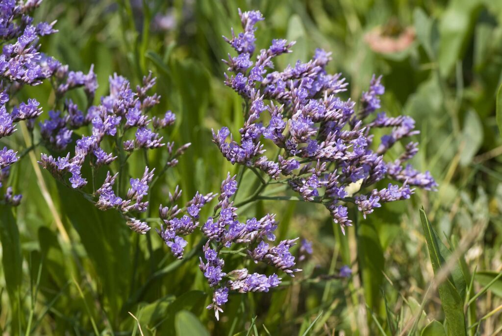 La Saladelle Camargue fleur des gardians