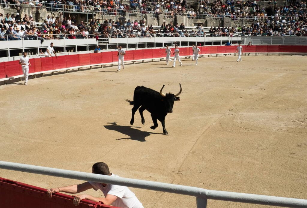 Taureau Camargue, dit cocardier, au sein
d’une arène de course camarguaise. 