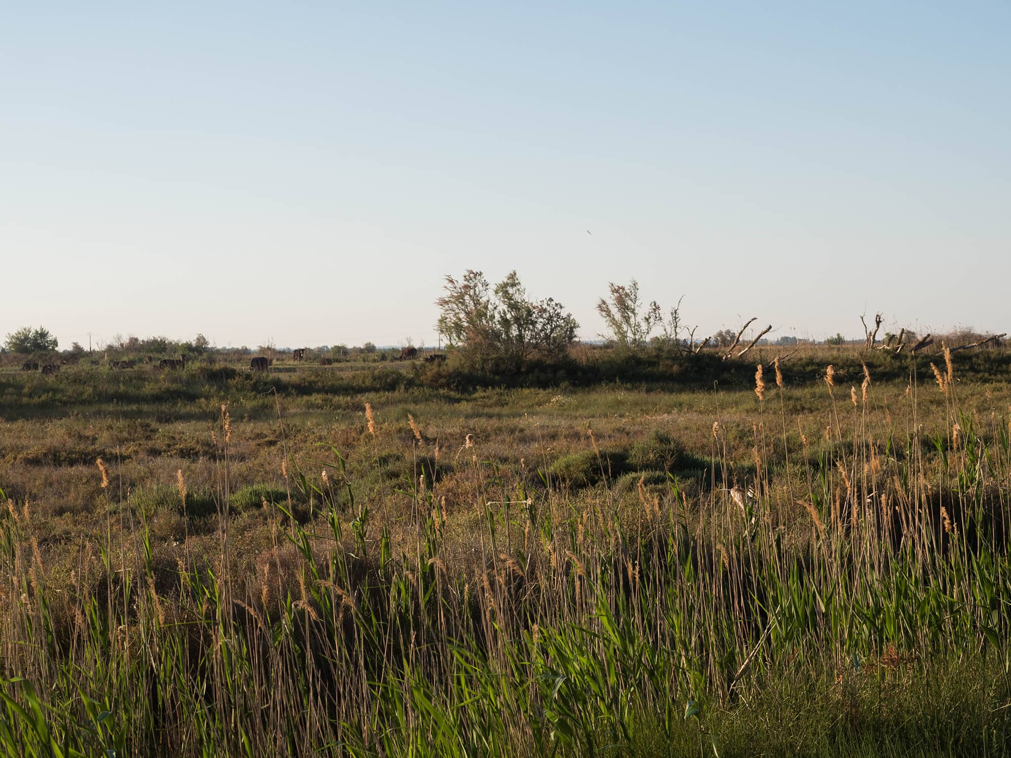 Photo paysage camargue par Jade Pouneau